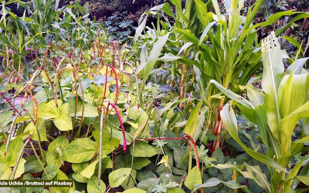 Vortrag Perma-Kultur