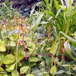 Üppig bepflanzter Gemüsegarten mit verschiedenen Pflanzenarten in sattem Grün und bunten Farben, Bildnachweis: Mauricio Uchôa auf Pixabay