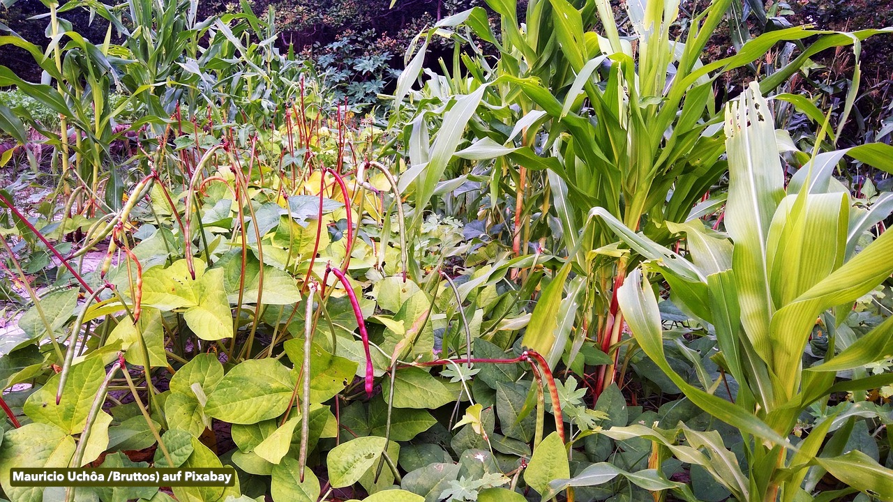 Üppig bepflanzter Gemüsegarten mit verschiedenen Pflanzenarten in sattem Grün und bunten Farben, Bildnachweis: Mauricio Uchôa auf Pixabay