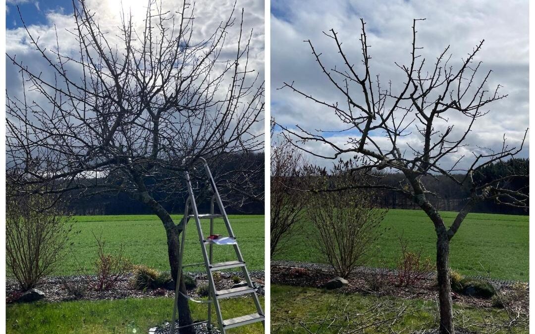 Wie schneide ich Hecken und Bäume in meinem Garten?