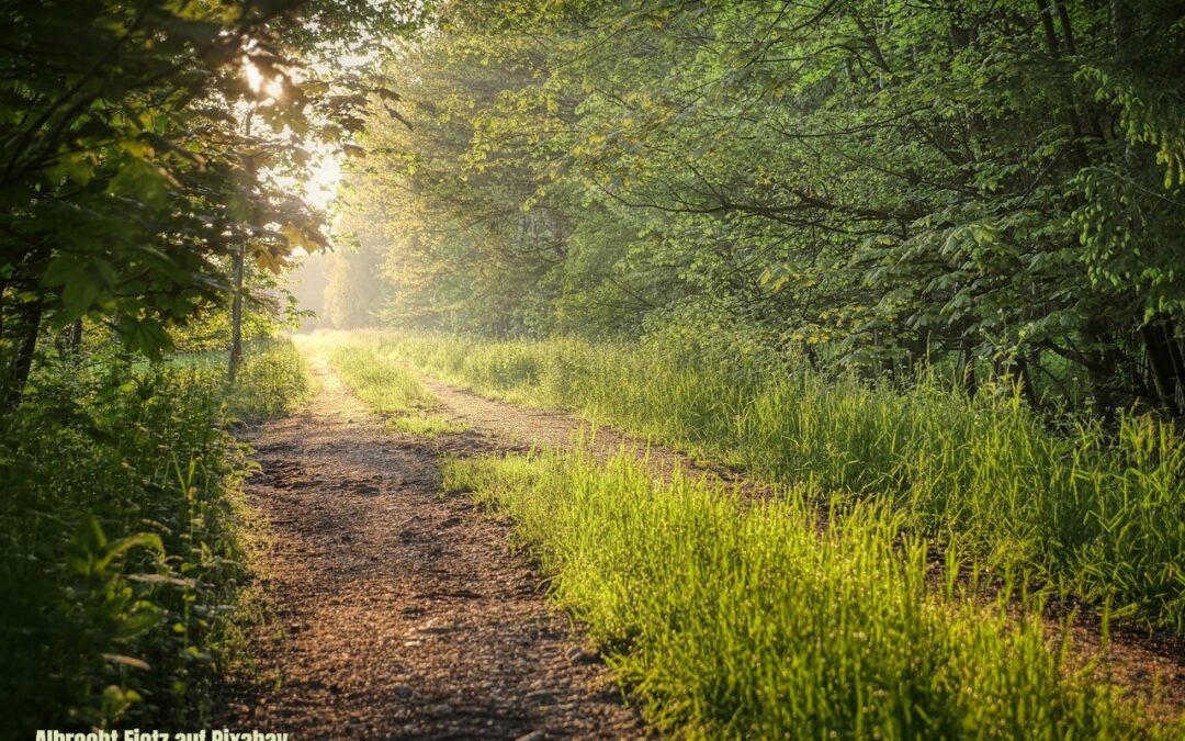 Morgentlicher Waldspaziergang