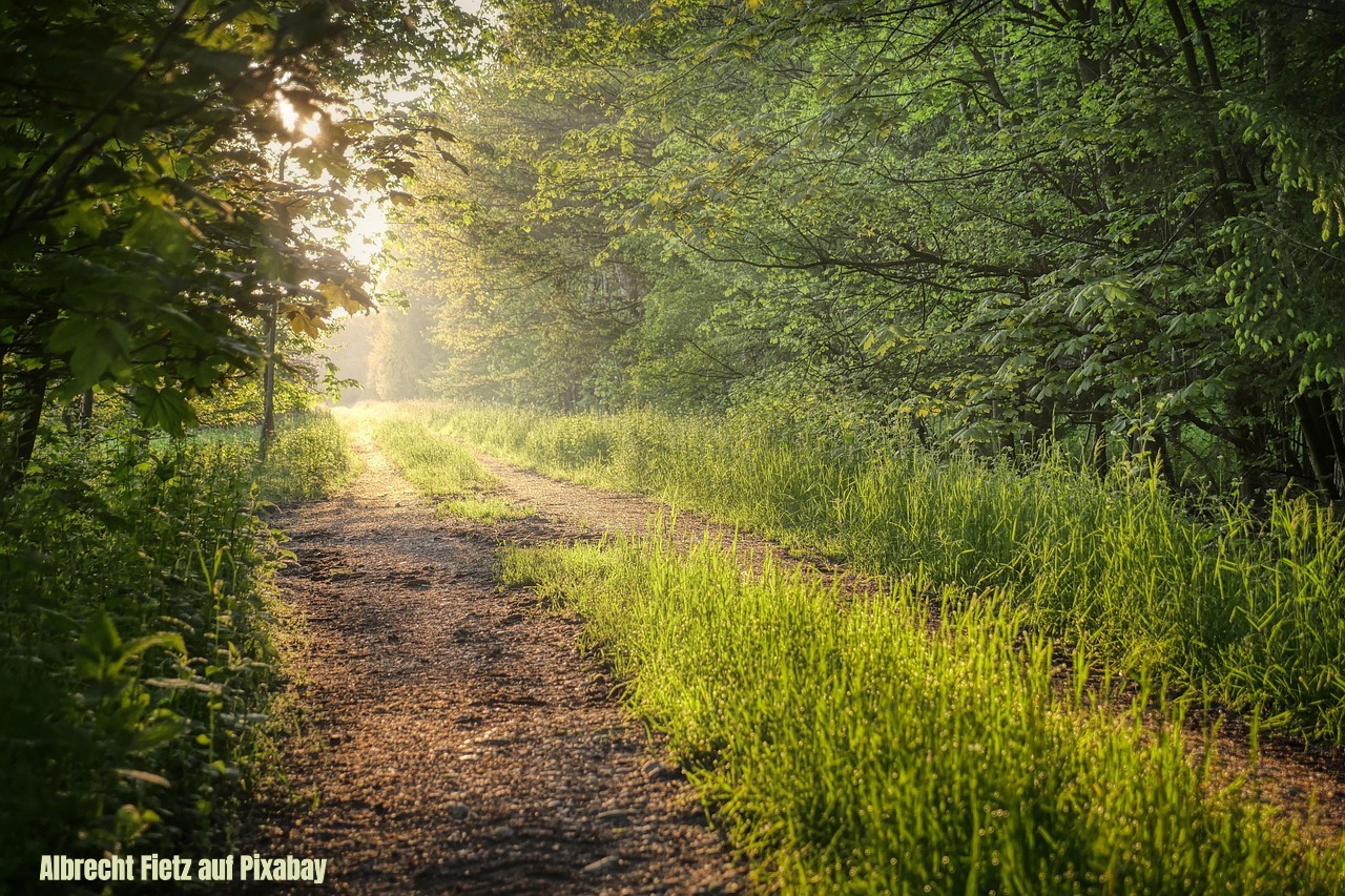 Sonnendurchfluteter Waldweg mit hohen Bäumen und saftigem Grün zu beiden Seiten, Sonnenstrahlen brechen durch das Blätterdach, Bildnachweis: Albrecht Fietz auf Pixabay