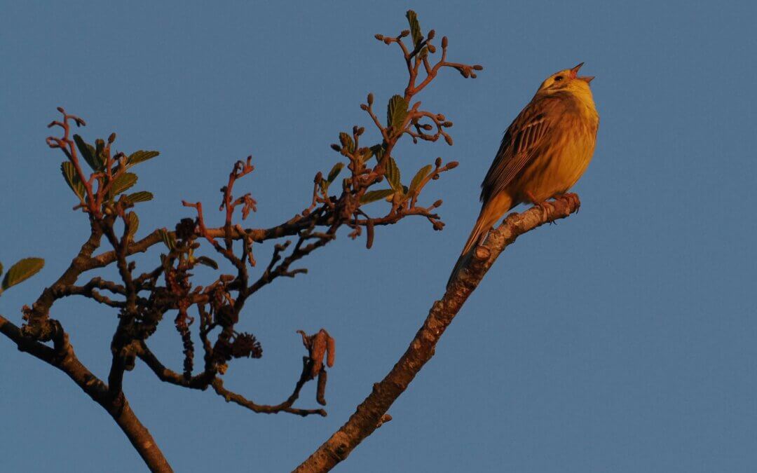Vogelstimmen-Wanderung