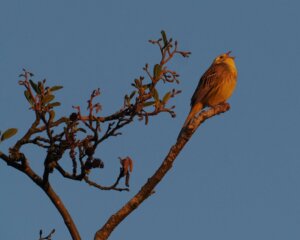 singender Vogel auf einem Ast