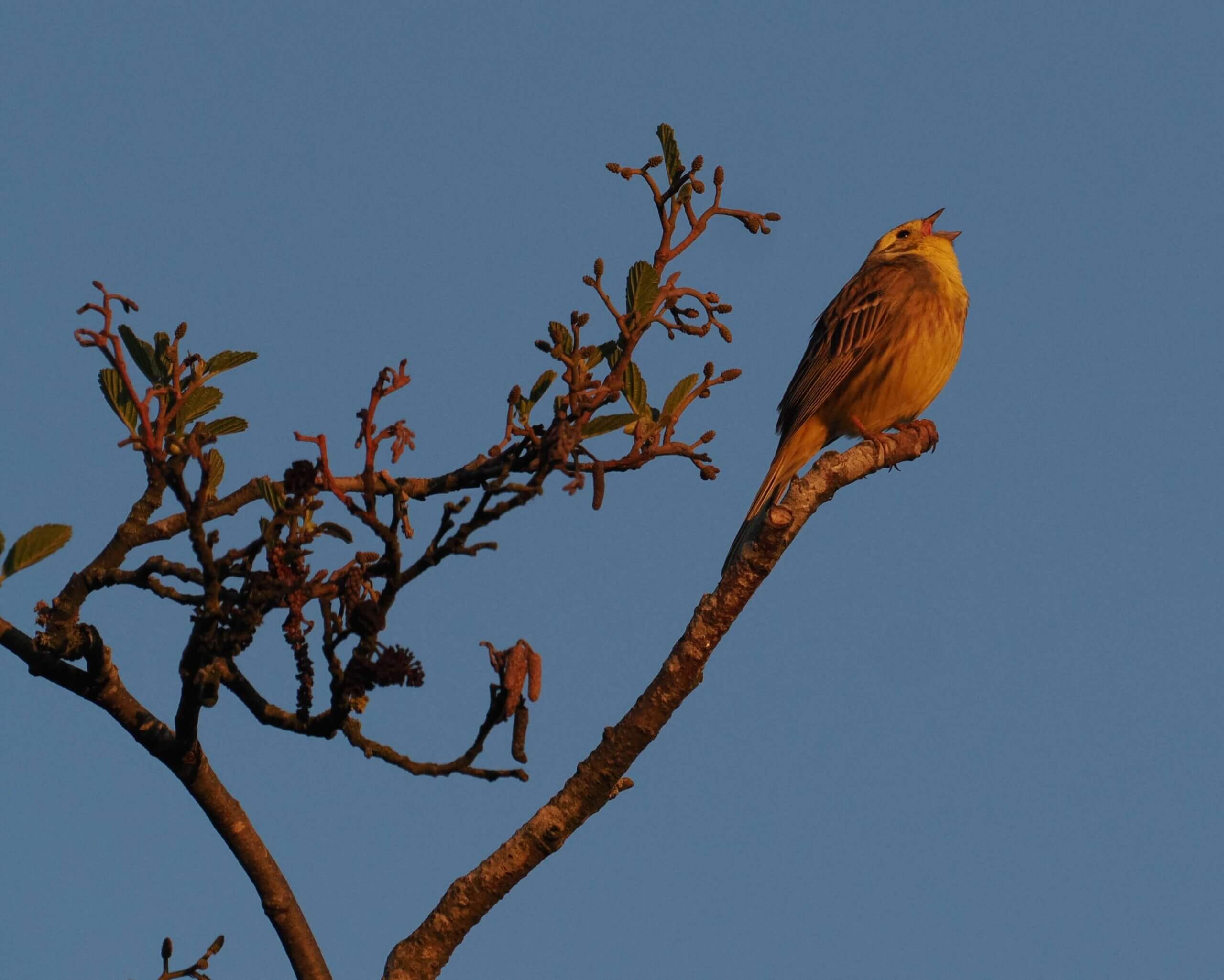 singender Vogel auf einem Ast