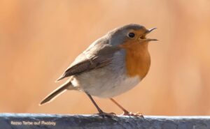 Rotkehlchen mit orangefarbener Brust sitzt singend auf einem Ast vor warmem unscharfem Hintergrund, Bildnachweis: Rezso Terbe auf Pixabay