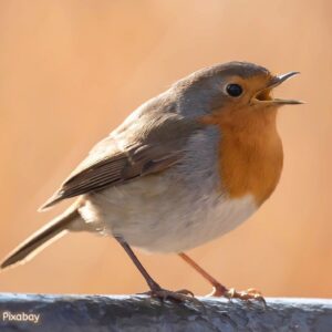 Rotkehlchen mit orangefarbener Brust sitzt singend auf einem Ast vor warmem unscharfem Hintergrund, Bildnachweis: Rezso Terbe auf Pixabay