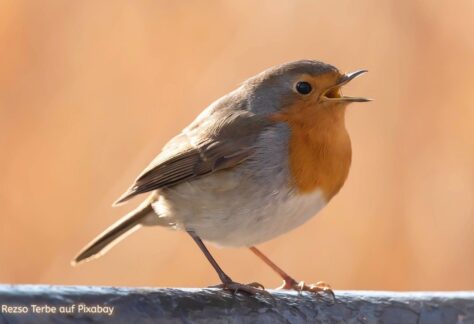 Rotkehlchen mit orangefarbener Brust sitzt singend auf einem Ast vor warmem unscharfem Hintergrund, Bildnachweis: Rezso Terbe auf Pixabay