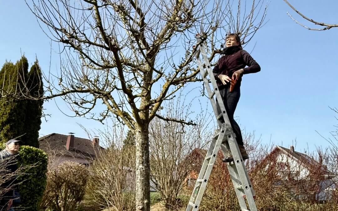 Wie schneide ich Hecken und Bäume in meinem Garten?