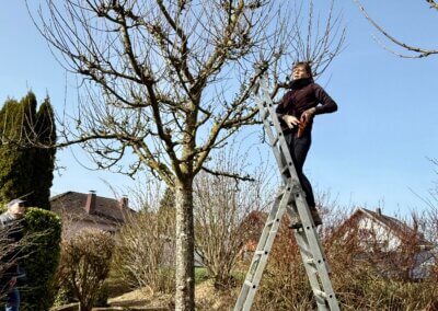 Wie schneide ich Hecken und Bäume in meinem Garten?