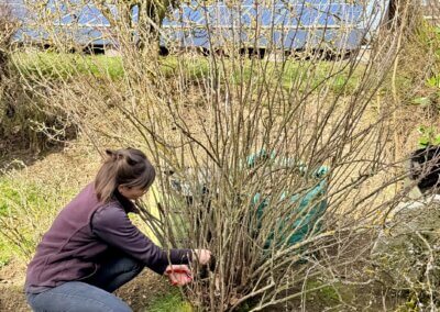 Wie schneide ich Hecken und Bäume in meinem Garten?